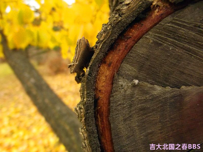DSCF2960_.jpg